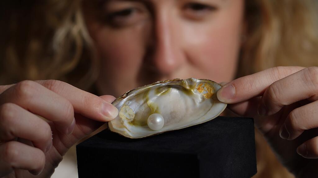 Lyon & Turnbull’s Ruth Davis poses with the Abernethy Pearl in a shell. The 10.5-10.6 mm pearl was discovered in 1967. Experts believe it had been developing in its mussel shell for more than 80 years, which means it started growing during the reign of Queen Victoria. (Photo credit: Alex & Turnbull/Stewart Attwood) Ruth Davis with the Abernethy Pearl