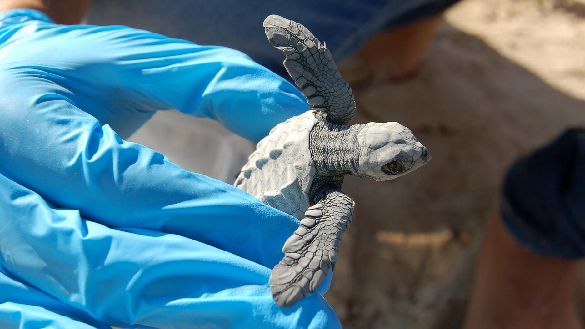 For its 2023 “Jewelry for Wildlife” fundraiser, Columbia Gem House is raising money for Mexico-based wildlife nonprofit CRRIFS. CRRIFS nonprofit