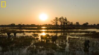 Elephants wade in Botswana’s Okavango Delta in the early morning. Ecotourism in the Delta is one area in which government officials see potential for job growth and revenue generation. (Photo by Chris Boyes/National Geographic Okavango Wilderness Project) Elephants wading in the Okavango Delta in Botswana