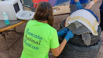 In its recent “Jewelry for Wildlife” fundraiser, Columbia Gem House raised more than $12,000 to support CRRIFS, a nonprofit in Mexico focused on conservation, research, and rehabilitation along the Sonoran Coast. Columbia Gem House fundraiser
